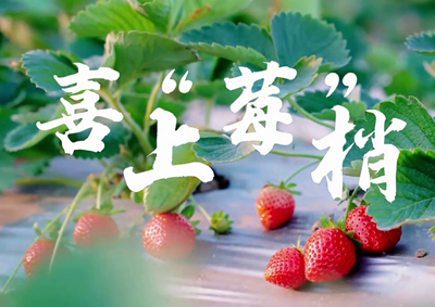 中國電信的信息技術(shù)正成為草莓種植戶拓展銷售、傳播口碑的新農(nóng)具_400.jpg